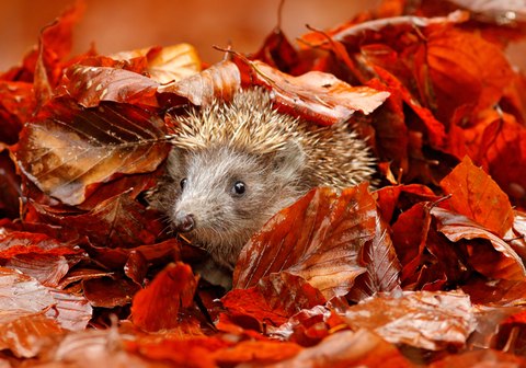 Teach your kids to interact with animals